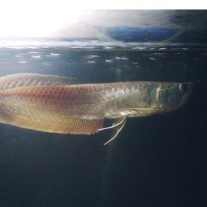 Meet your Posher, Freshwater